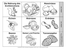 Leporello-Eichhörnchen-Ernährung.pdf